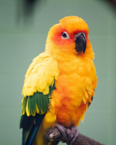 Burung nuri kuning oranye bertengger di dahan