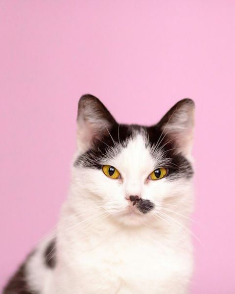 Kucing putih bercak hitam di latar merah muda