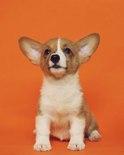 Anak anjing corgi duduk di latar oranye